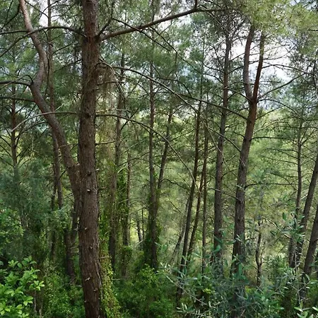 Tanrilar Kulubu Penzion