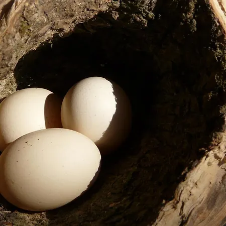 Tanrilar Kulubu Penzion Olympos