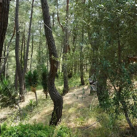 Tanrilar Kulubu