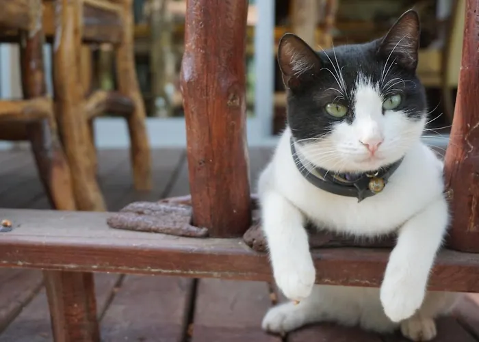 Tanrilar Kulubu 奥林巴斯