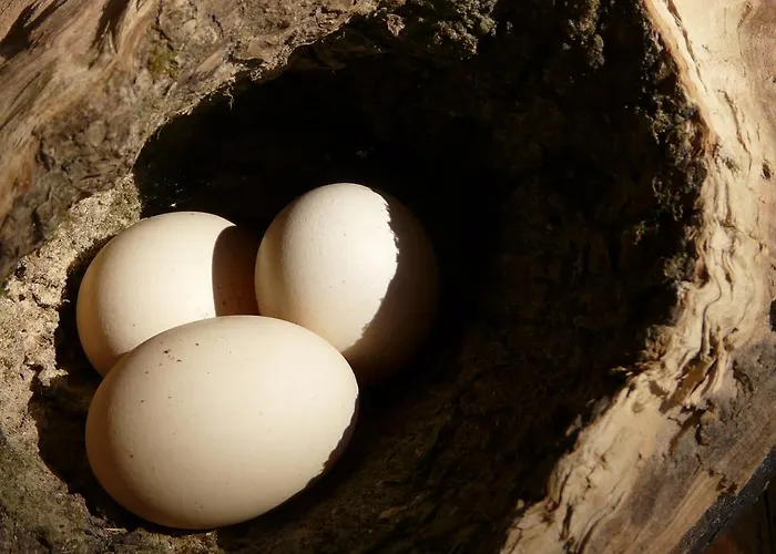 Tanrilar Kulubu 招待所 奥林巴斯