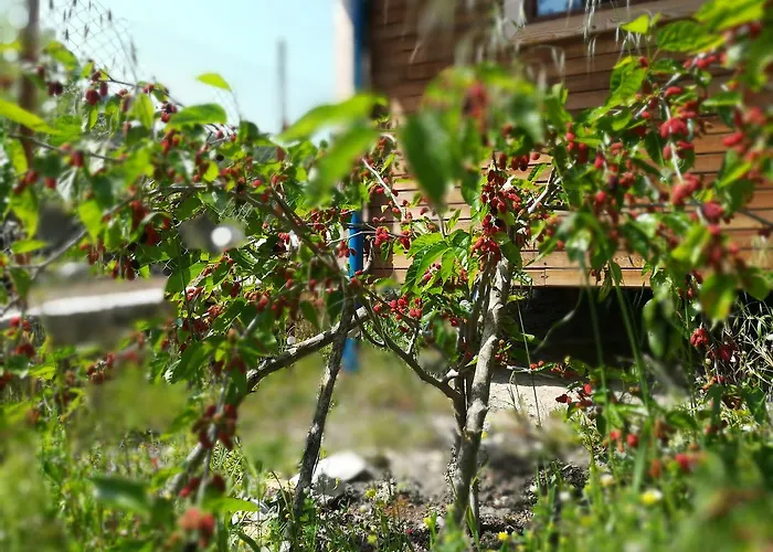 招待所 Tanrilar Kulubu *